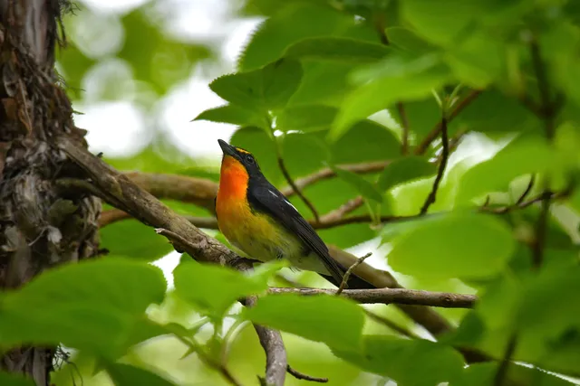 Species Image