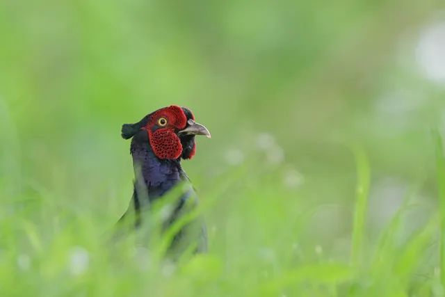 野鳥の写真