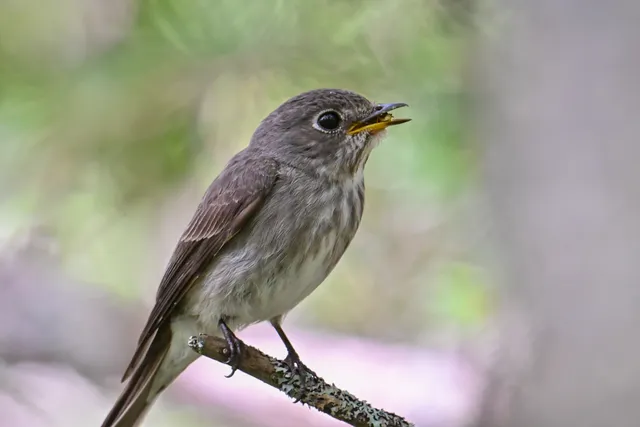 Species Image