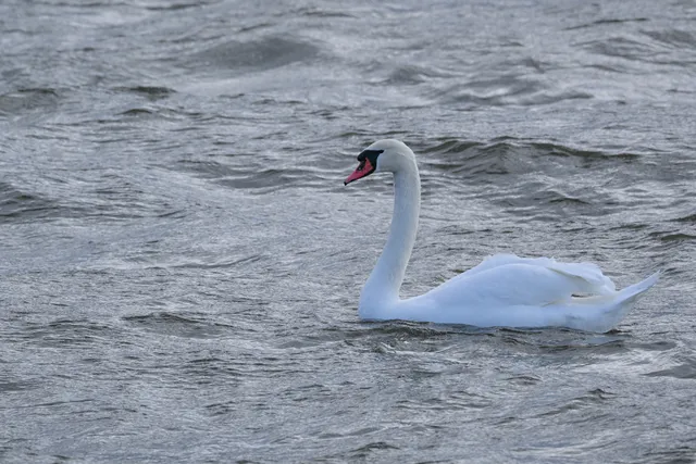 Species Image