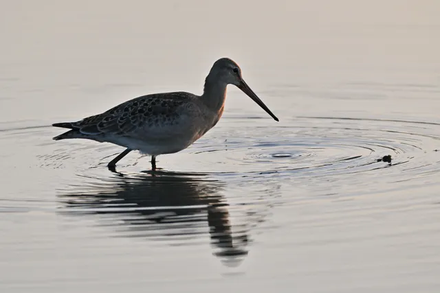 Species Image