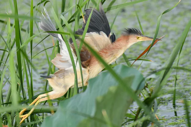 野鳥の写真