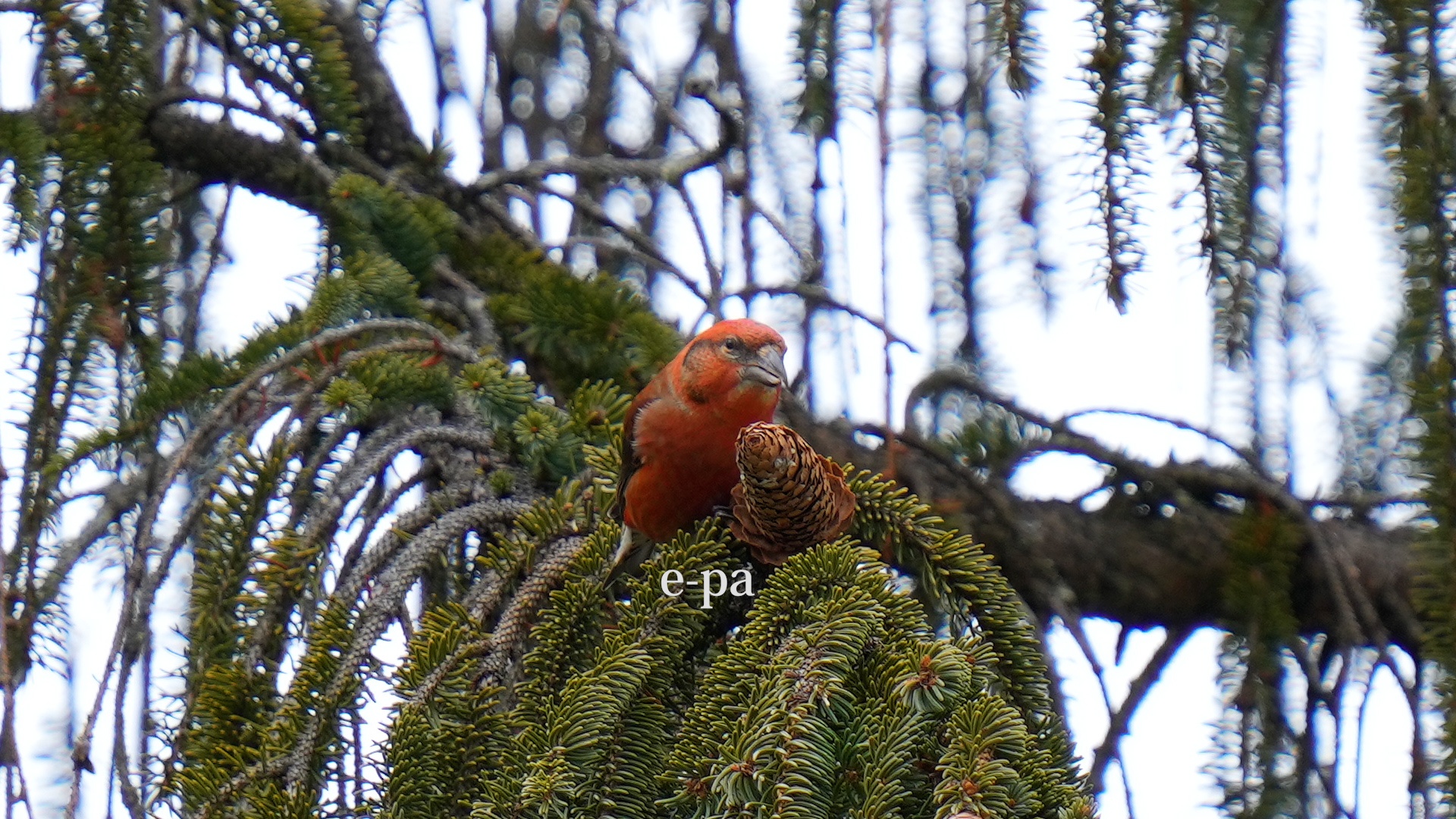 Post Image