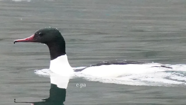 野鳥の写真