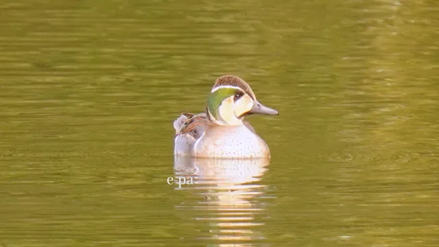 野鳥の写真