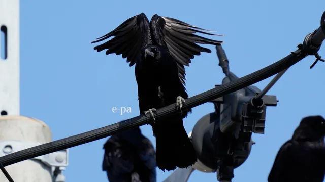 野鳥の写真