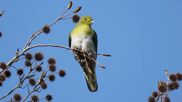 野鳥の写真
