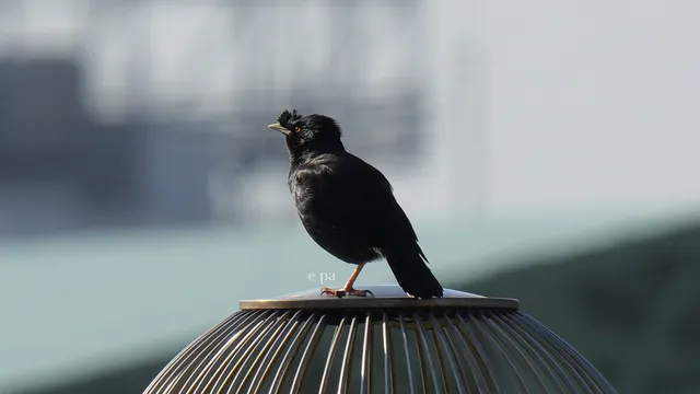 野鳥の写真