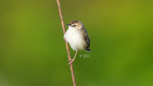 野鳥の写真