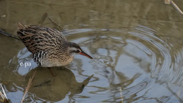 野鳥の写真
