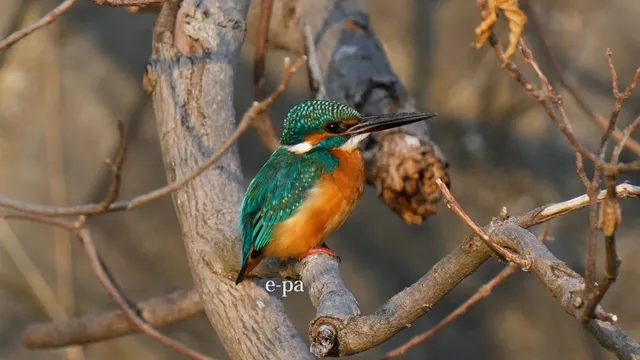 野鳥の写真