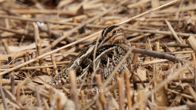 野鳥の写真