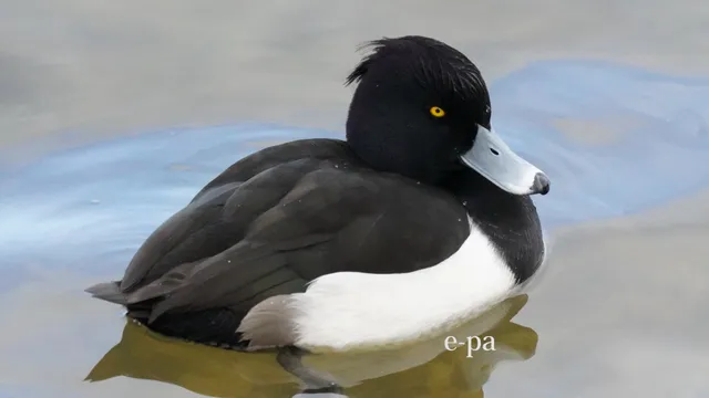 野鳥の写真