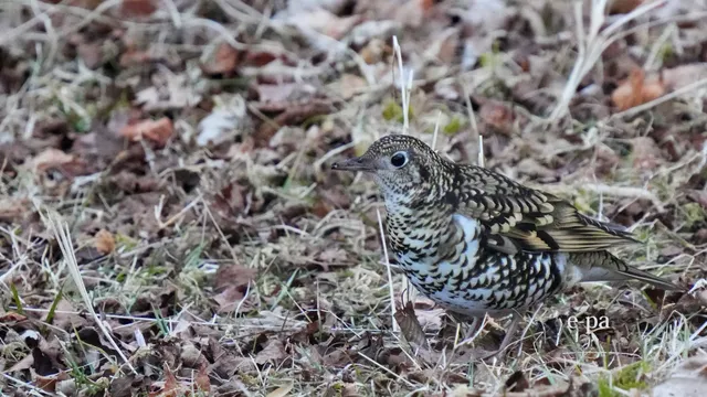 野鳥の写真