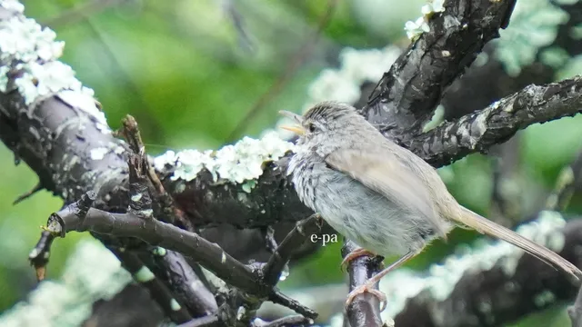 野鳥の写真