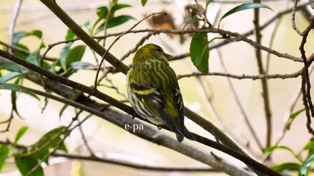 野鳥の写真