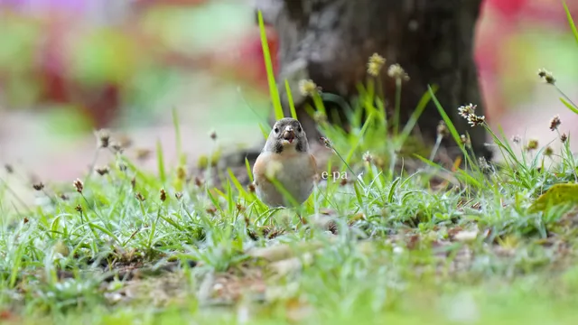 野鳥の写真