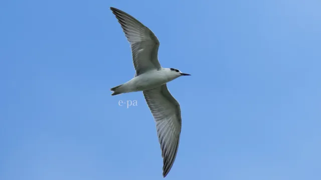 野鳥の写真