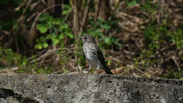 野鳥の写真