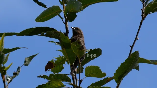 野鳥の写真
