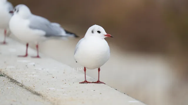 野鳥の写真
