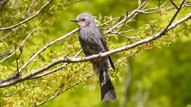 野鳥の写真