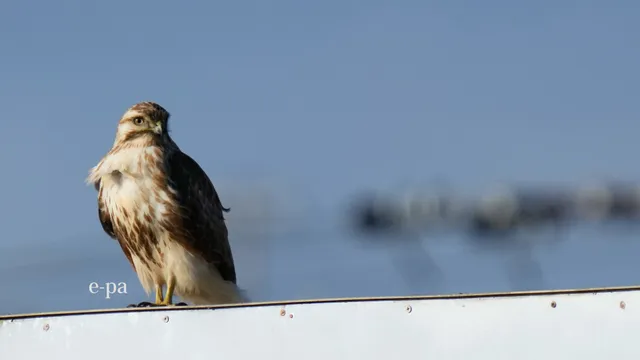 野鳥の写真