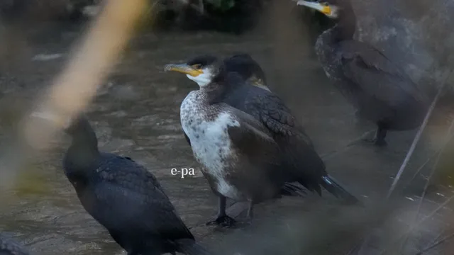 野鳥の写真