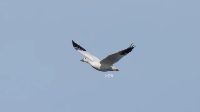 野鳥の写真