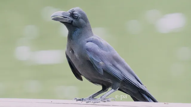 野鳥の写真