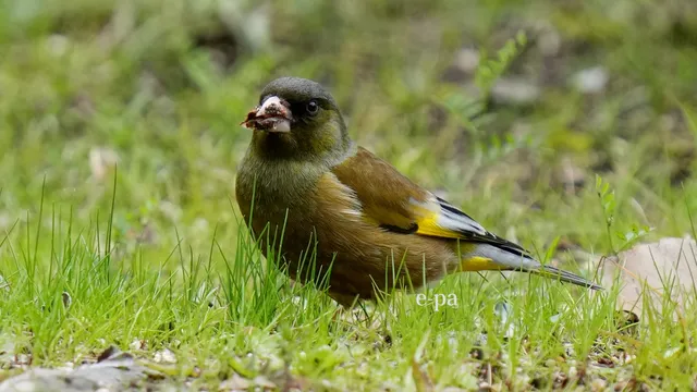 野鳥の写真