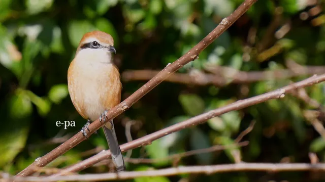 野鳥の写真