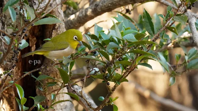 野鳥の写真