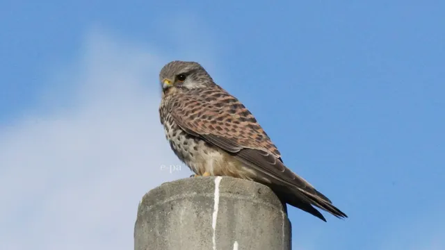 野鳥の写真