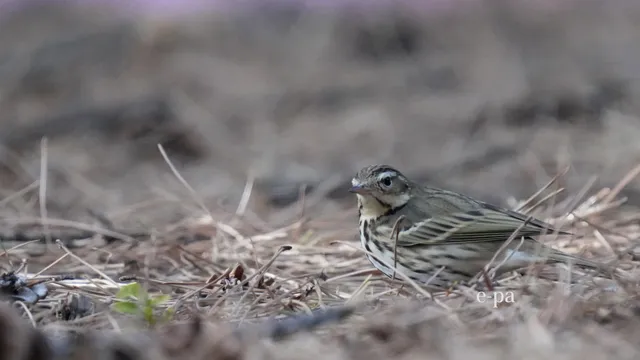 野鳥の写真