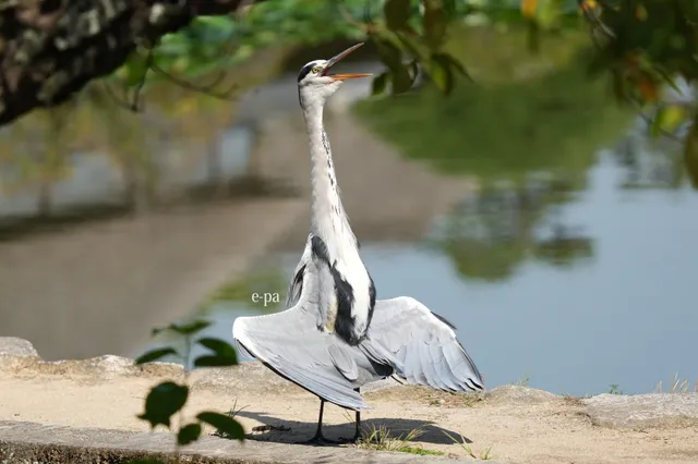 野鳥の写真