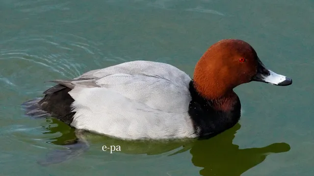 野鳥の写真