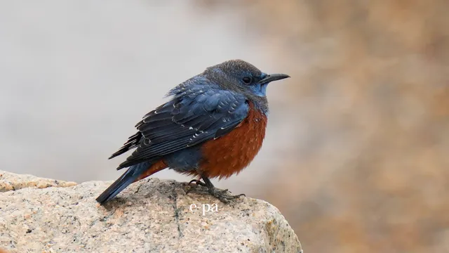 野鳥の写真
