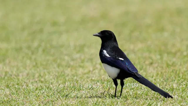野鳥の写真