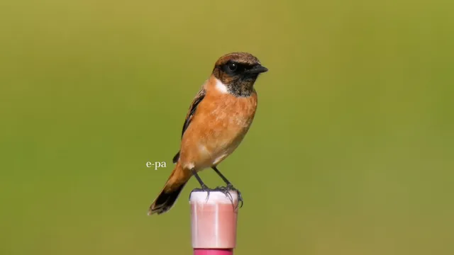 野鳥の写真