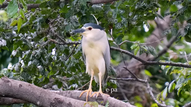 野鳥の写真