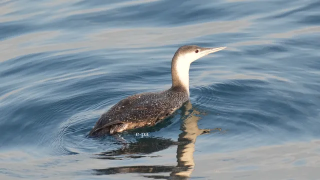 野鳥の写真