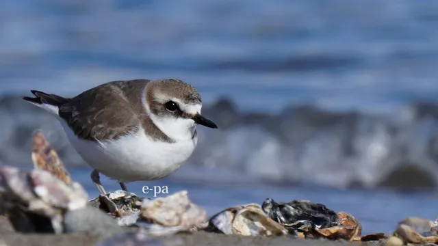 野鳥の写真