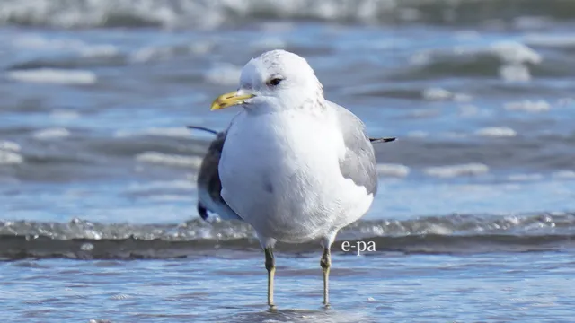 野鳥の写真