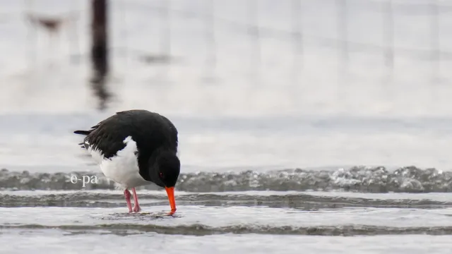 野鳥の写真