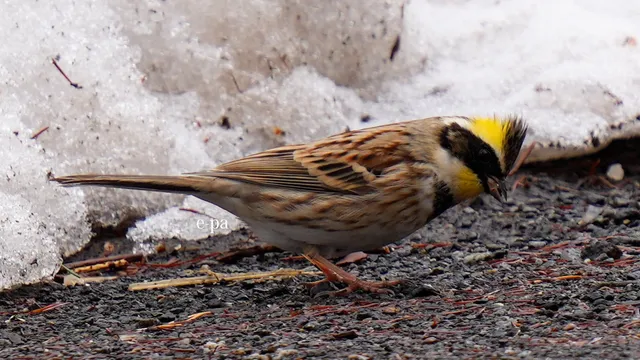 野鳥の写真