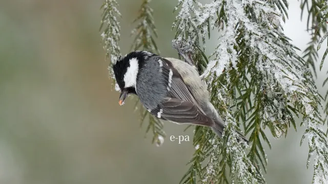 野鳥の写真