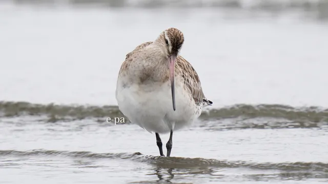 野鳥の写真