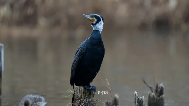 野鳥の写真