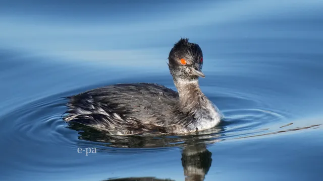 野鳥の写真